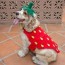 20 adorable diy dog costumes for halloween