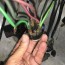 ignition switch wiring bmw 2002 and