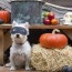 diy halloween costumes for dogs