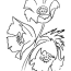 poppy flower bouquet coloring pages
