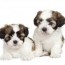 cheap and free maltese puppies