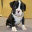 cute and lovely male and female boxer