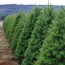 seven louisiana christmas tree farms