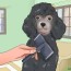 how to groom a poodle with pictures