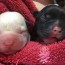 whelping bitch birth of puppies