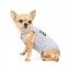 buy dog clothes collection in pet