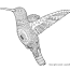 detailed hummingbird colouring pages
