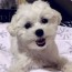 maltese puppy and dog feeding guidelines