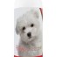 puppy tearless shampoo for maltese