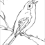 florida mockingbird coloring page