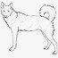 siberian husky huskies coloring pages