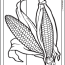 corn coloring page for summer or fall