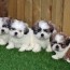 how many puppies in a shih tzu litter