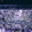 how to build a diy cannabis grow tent