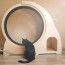 6 awesome cat exercise wheels that will