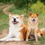 6 authentic japanese dog breeds