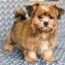 helen a sable female shorkie puppy