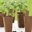 tomato seeds to germinate