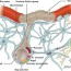blood brain barrier a review of its