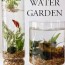 indoor water garden growing plants in