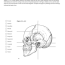 skull anatomy coloring sheet