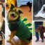 20 adorable diy pet costume ideas for