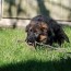 6 week old german shepherd puppy care