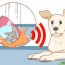 3 ways to stop a puppy from barking