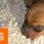 premature puppies litters health
