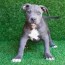 pitbull puppies for sale american