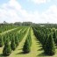22 best christmas tree farms in the