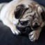 why puppies cry teething hungry