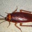 2 ingredient homemade cockroach bait