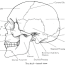 skull anatomy coloring pages coloring