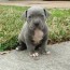 30 very cute pit bull puppy pictures