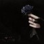 black rose review high resolution 4k