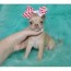tea cup chihuahua puppies animals
