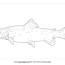 rainbow trout coloring pages free