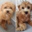 dogs before and after their haircuts