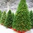 christmas tree shopping could be