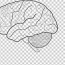 the human brain coloring book the