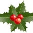 common holly christmas decoration clip