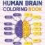 human brain coloring book neuroscience