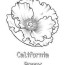 free printable california poppy