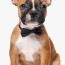 french boxer puppies transparent png