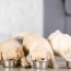 a puppy to two meals a day feeding