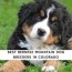 5 best bernese mountain dog breeders in