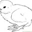 how to draw a chick step coloring page