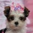 small akc parti yorkie puppy for sale