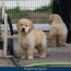 our litter of golden retriever pups